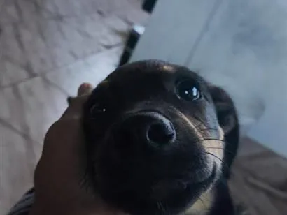 Cachorro raça SRD-ViraLata idade 2 a 6 meses nome toby