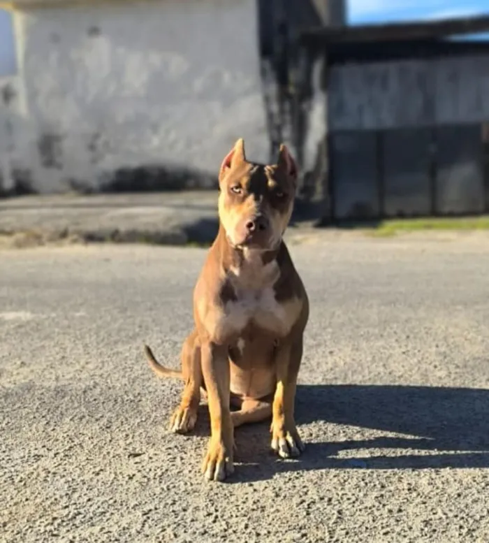 Cachorro raça Pit-Bull idade 2 a 6 meses nome Xena