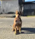 Xena