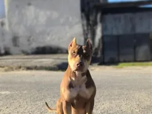 Cachorro raça Pit-Bull idade 2 a 6 meses nome Xena