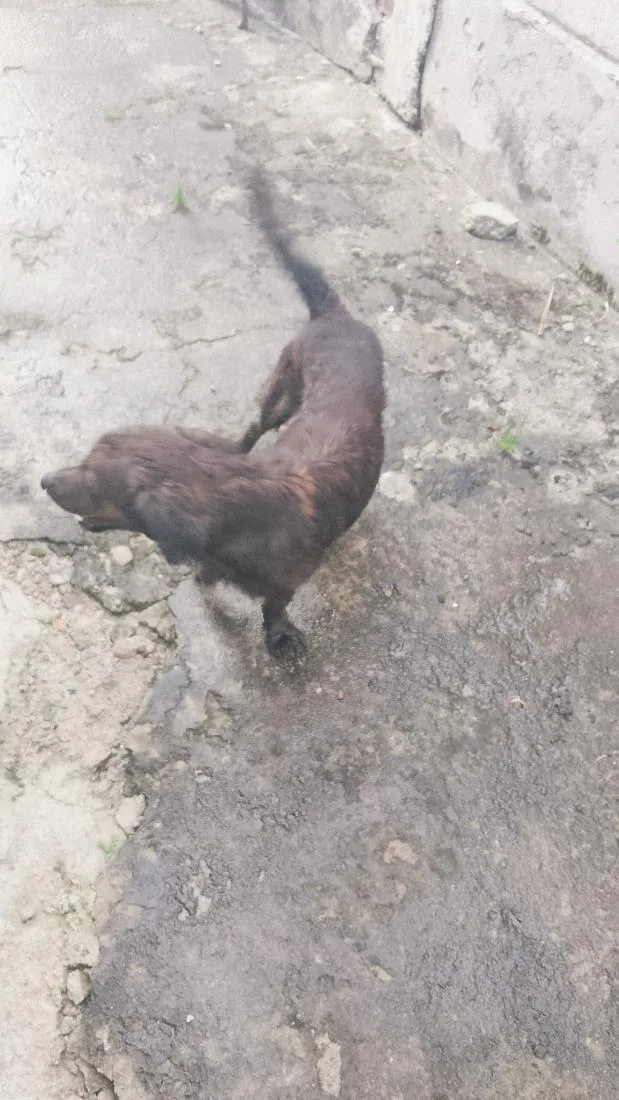 Cachorro raça SRD-ViraLata idade 1 ano nome barão e lua