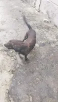 barão e lua