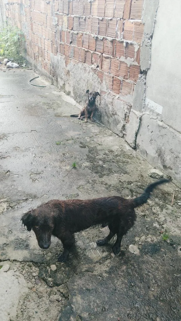 Cachorro raça SRD-ViraLata idade 1 ano nome barão e lua