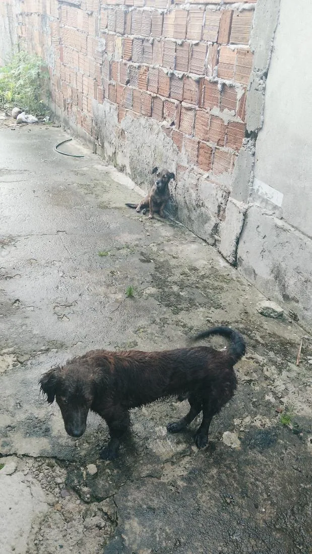 Cachorro raça SRD-ViraLata idade 1 ano nome barão e lua