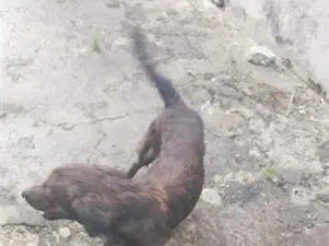 Cachorro raça SRD-ViraLata idade 1 ano nome barão e lua