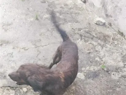 Cachorro raça SRD-ViraLata idade 1 ano nome barão e lua