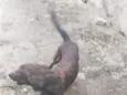 barão e lua