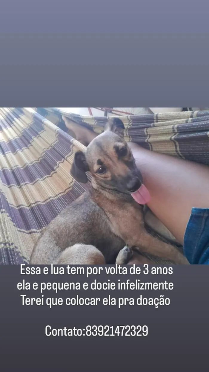 Cachorro raça SRD-ViraLata idade 2 a 6 meses nome lua 