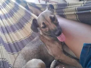 Cachorro raça SRD-ViraLata idade 2 a 6 meses nome lua 