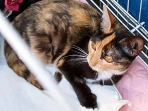 Gato raça SRD-ViraLata idade 2 a 6 meses nome MIRINHA TRICOLOR