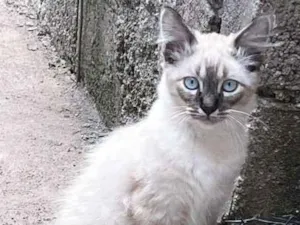 Gato raça SRD-ViraLata idade 2 a 6 meses nome ARI MIX