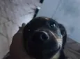 toby