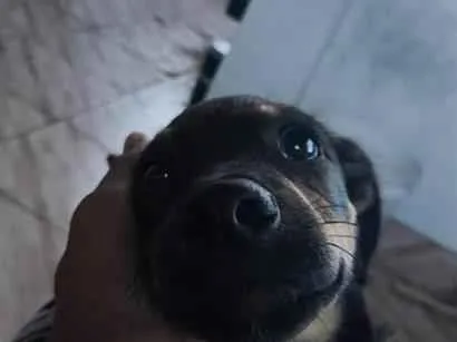 Cachorro raça SRD-ViraLata idade 2 a 6 meses nome toby