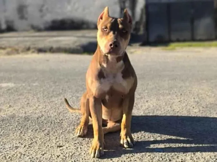 Cachorro raça Pit-Bull idade 2 a 6 meses nome Xena