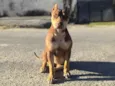 Xena