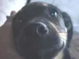 toby