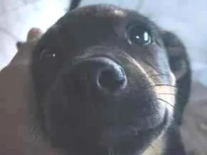 Cachorro raça SRD-ViraLata idade 2 a 6 meses nome toby