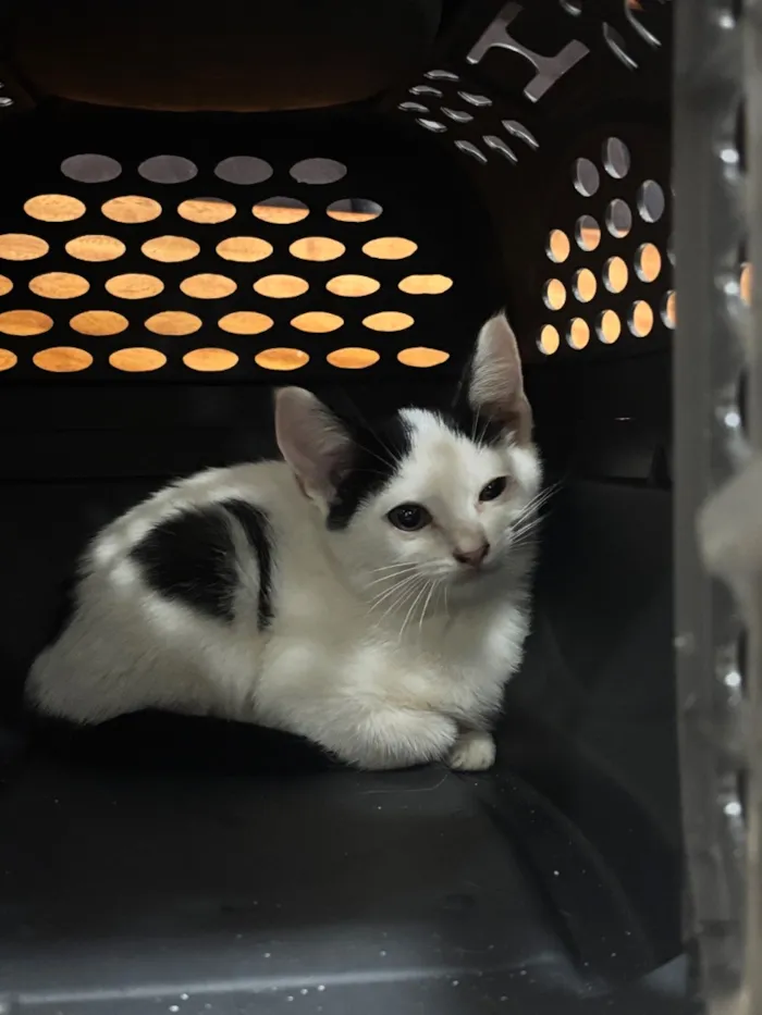 Gato raça SRD-ViraLata idade 2 a 6 meses nome Draco