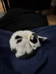 Draco