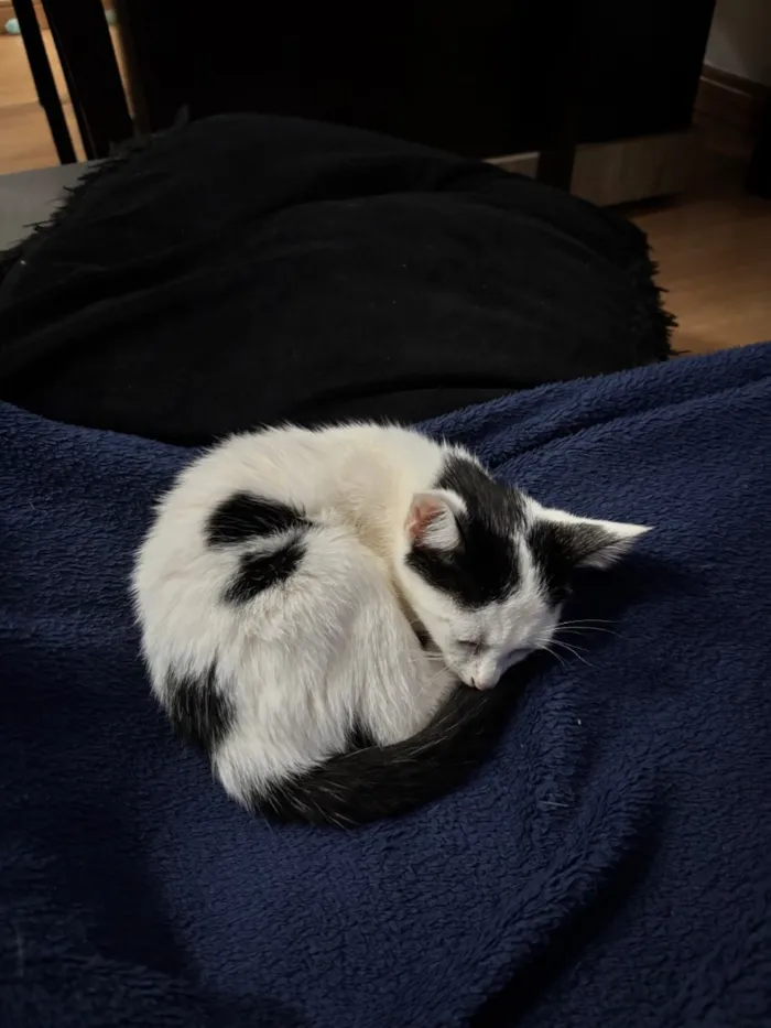 Gato raça SRD-ViraLata idade 2 a 6 meses nome Draco