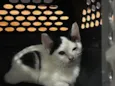 Draco