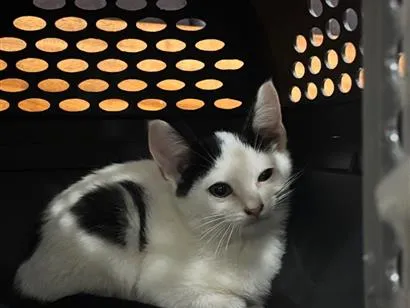 Gato raça SRD-ViraLata idade 2 a 6 meses nome Draco