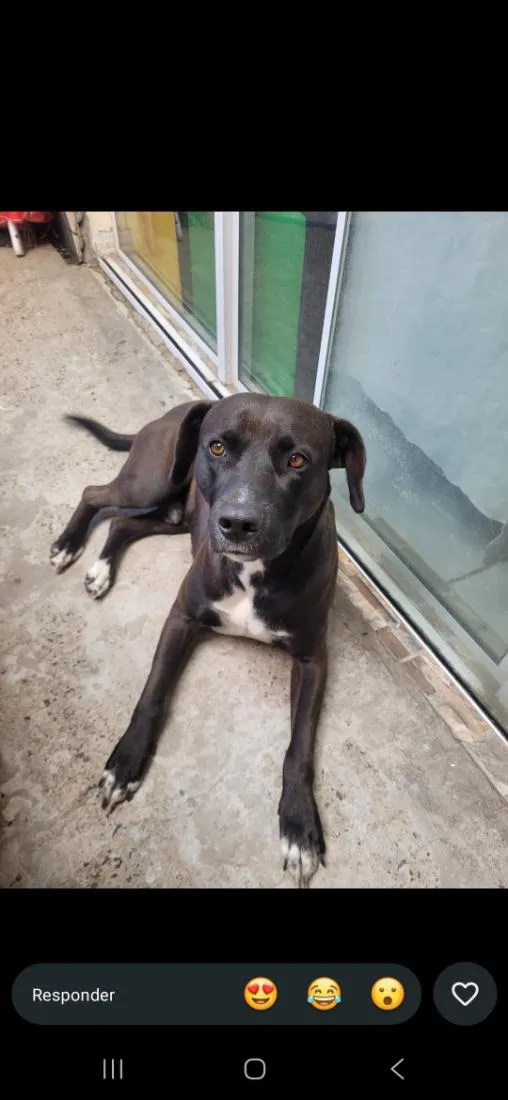 Cachorro raça SRD-ViraLata idade 2 anos nome sem nome