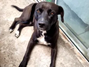 Cachorro raça SRD-ViraLata idade 2 anos nome sem nome