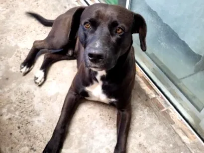 Cachorro raça SRD-ViraLata idade 2 anos nome sem nome