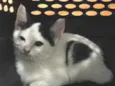 Draco