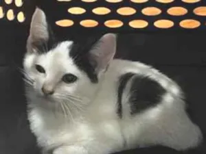 Gato raça SRD-ViraLata idade 2 a 6 meses nome Draco