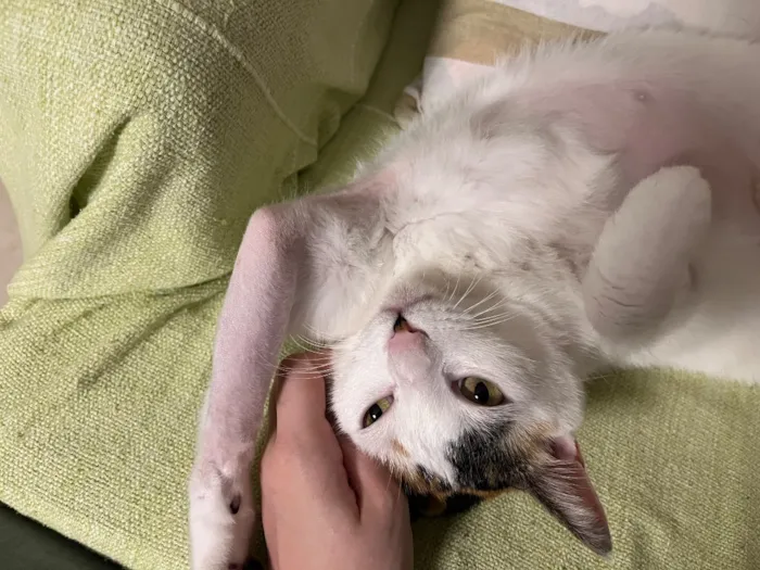 Gato raça SRD-ViraLata idade 3 anos nome BINO ( branco) e AGATA (tricolor)