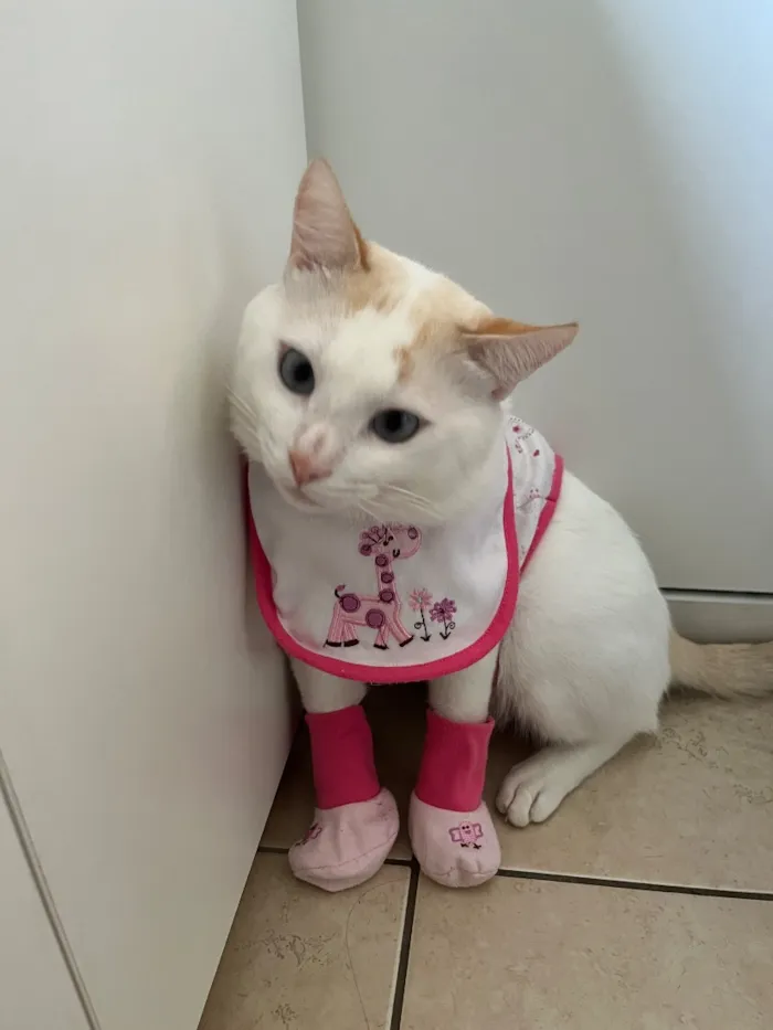 Gato raça SRD-ViraLata idade 3 anos nome BINO ( branco) e AGATA (tricolor)