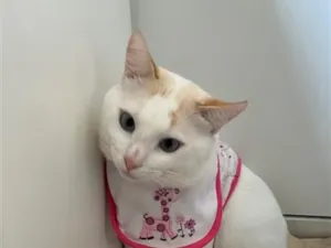 Gato raça SRD-ViraLata idade 3 anos nome BINO ( branco) e AGATA (tricolor)