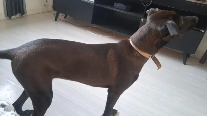 Cachorro raça SRD-ViraLata idade 2 a 6 meses nome Pretinha