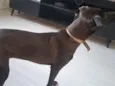 Pretinha