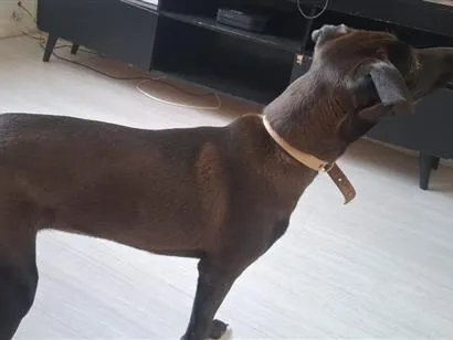 Cachorro raça SRD-ViraLata idade 2 a 6 meses nome Pretinha