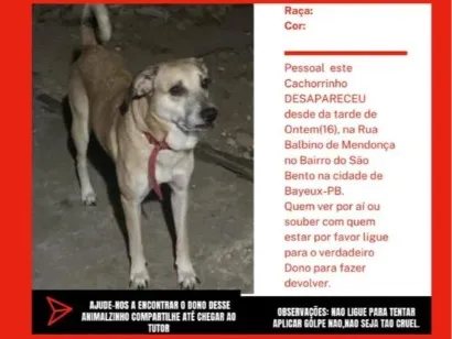 Cachorro raça SRD-ViraLata idade 5 anos nome Thance