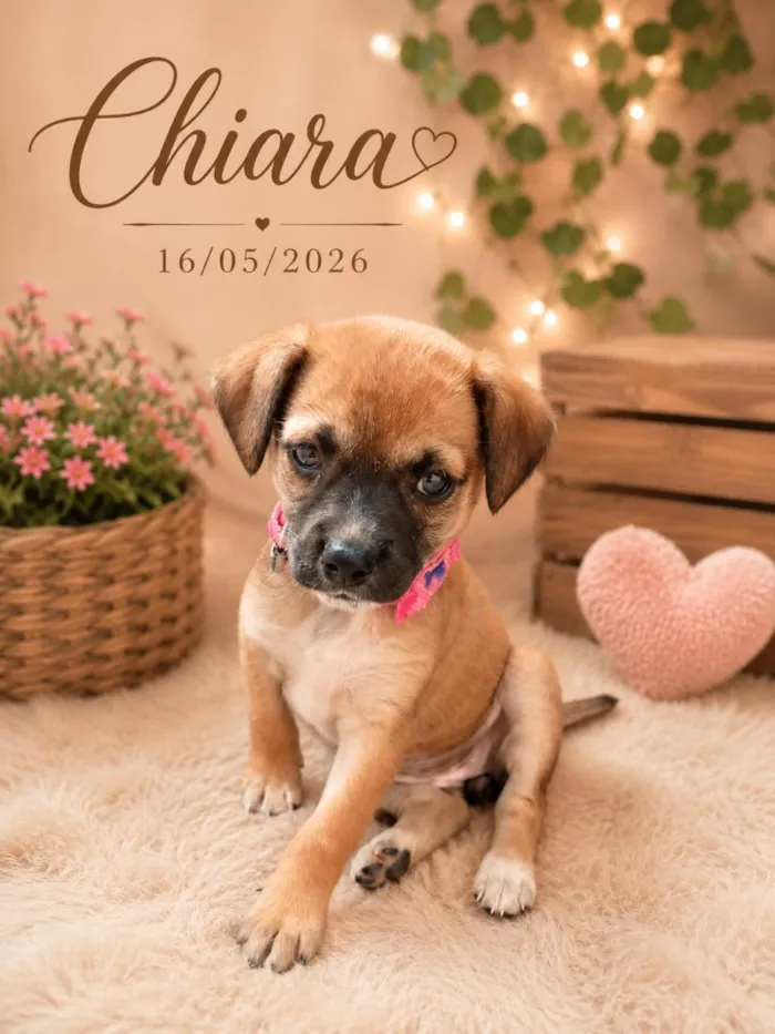 Cachorro raça SRD-ViraLata idade Abaixo de 2 meses nome Chiara
