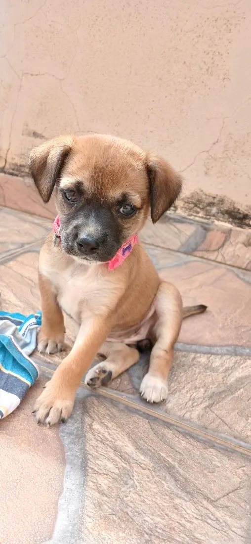 Cachorro raça SRD-ViraLata idade Abaixo de 2 meses nome Chiara