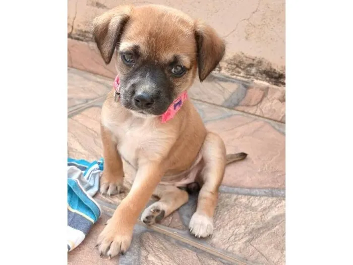 Cachorro raça SRD-ViraLata idade Abaixo de 2 meses nome Chiara