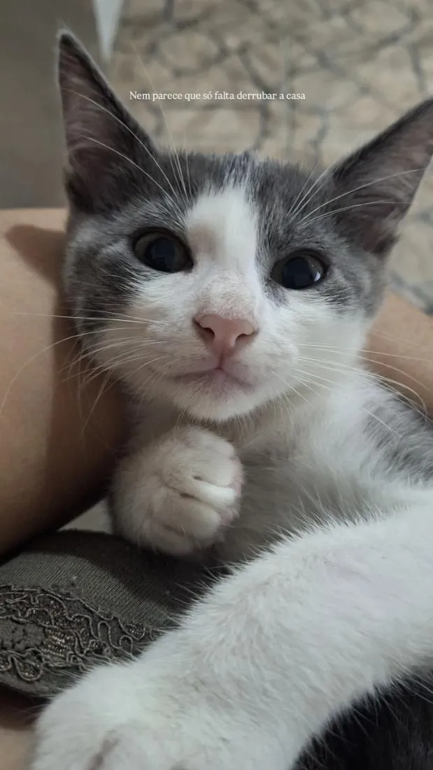 Gato raça SRD-ViraLata idade 2 a 6 meses nome ...