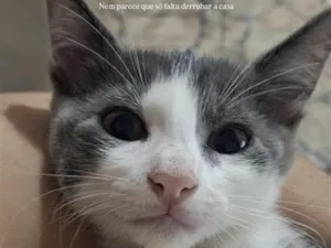 Gato raça SRD-ViraLata idade 2 a 6 meses nome ...