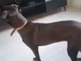 Pretinha