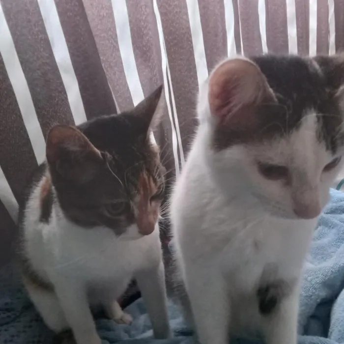 Gato raça SRD-ViraLata idade 7 a 11 meses nome dio e mel