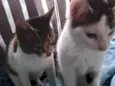 dio e mel