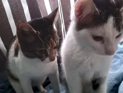 Gato raça SRD-ViraLata idade 7 a 11 meses nome dio e mel