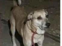 Cachorro raça SRD-ViraLata idade 5 anos nome Thance