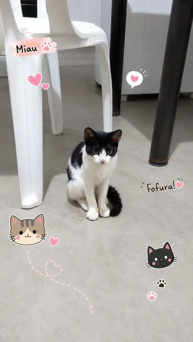 Gato raça SRD-ViraLata idade 2 a 6 meses nome Frajolinha