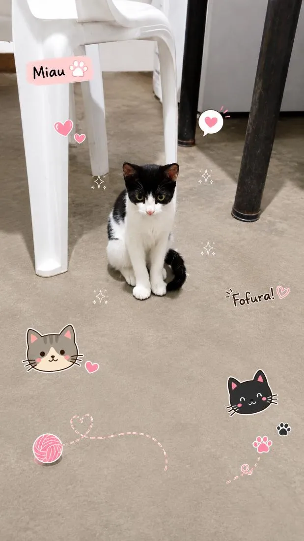 Gato raça SRD-ViraLata idade 2 a 6 meses nome Frajolinha